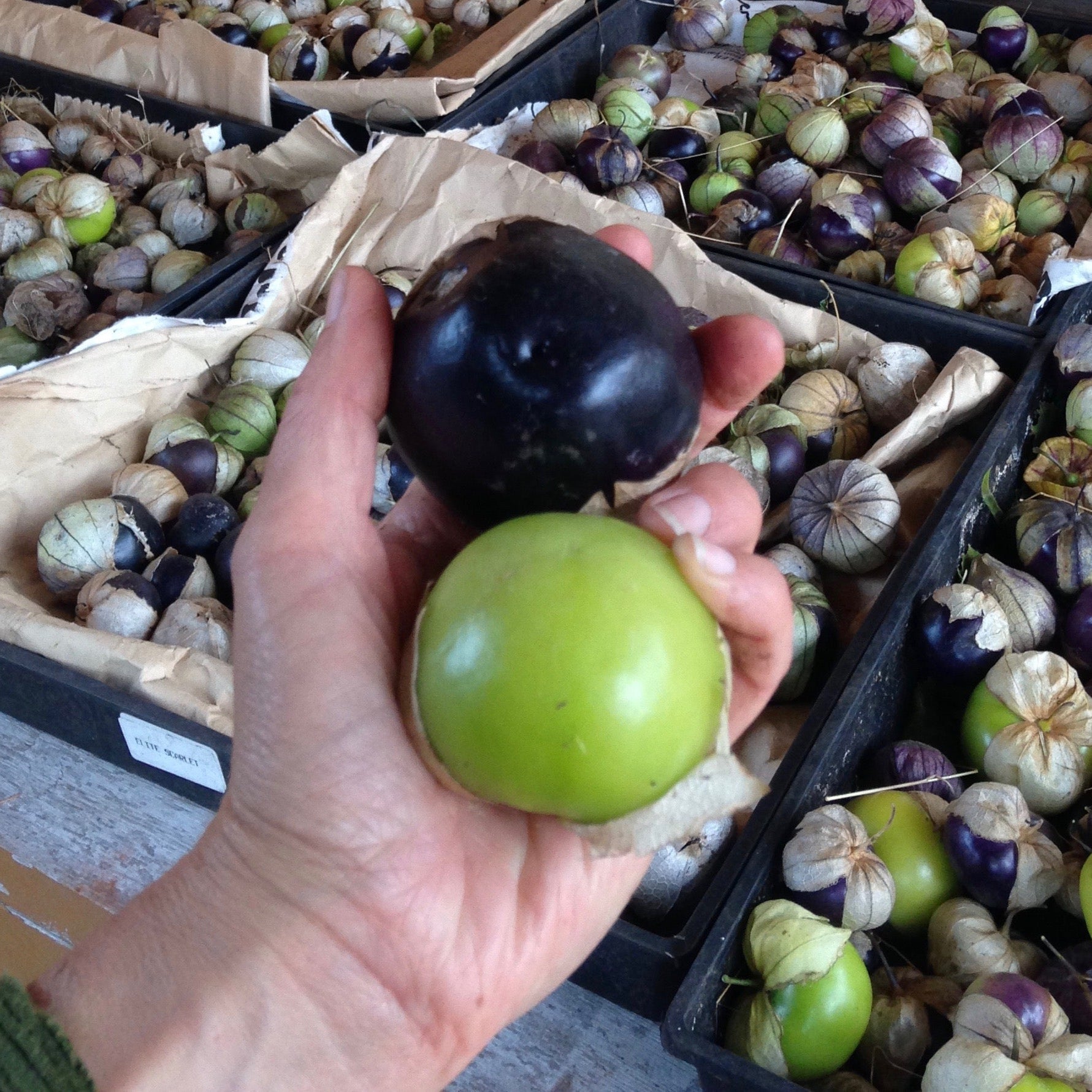 Semences de Tomatillos
