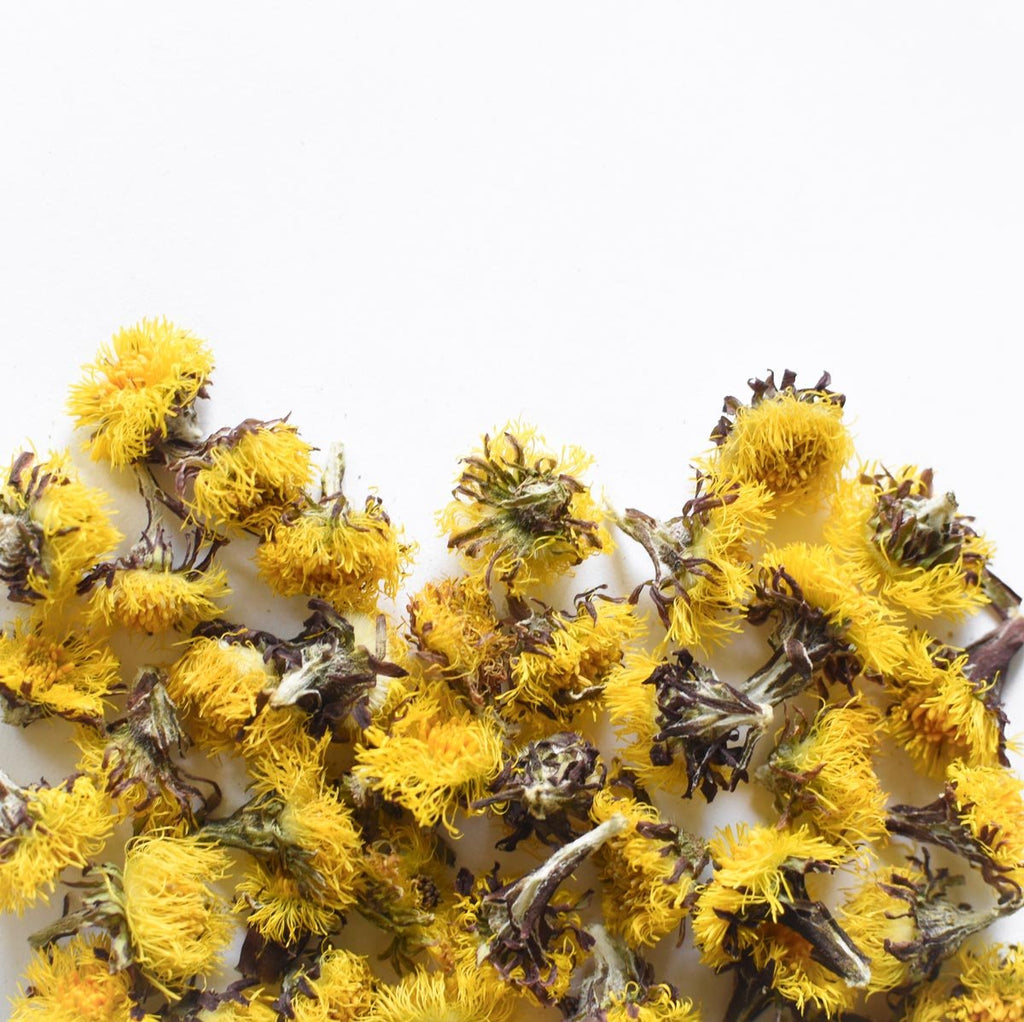 Fleur de Tussilage