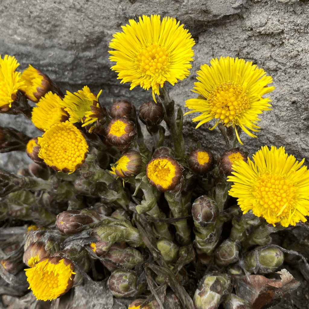 Fleur de Tussilage