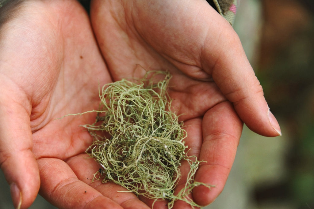 Usnea Barbata (Old Man's Beard)