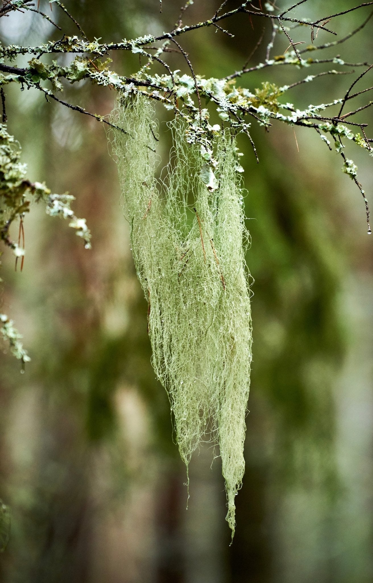 Usnea Barbata (Old Man's Beard)