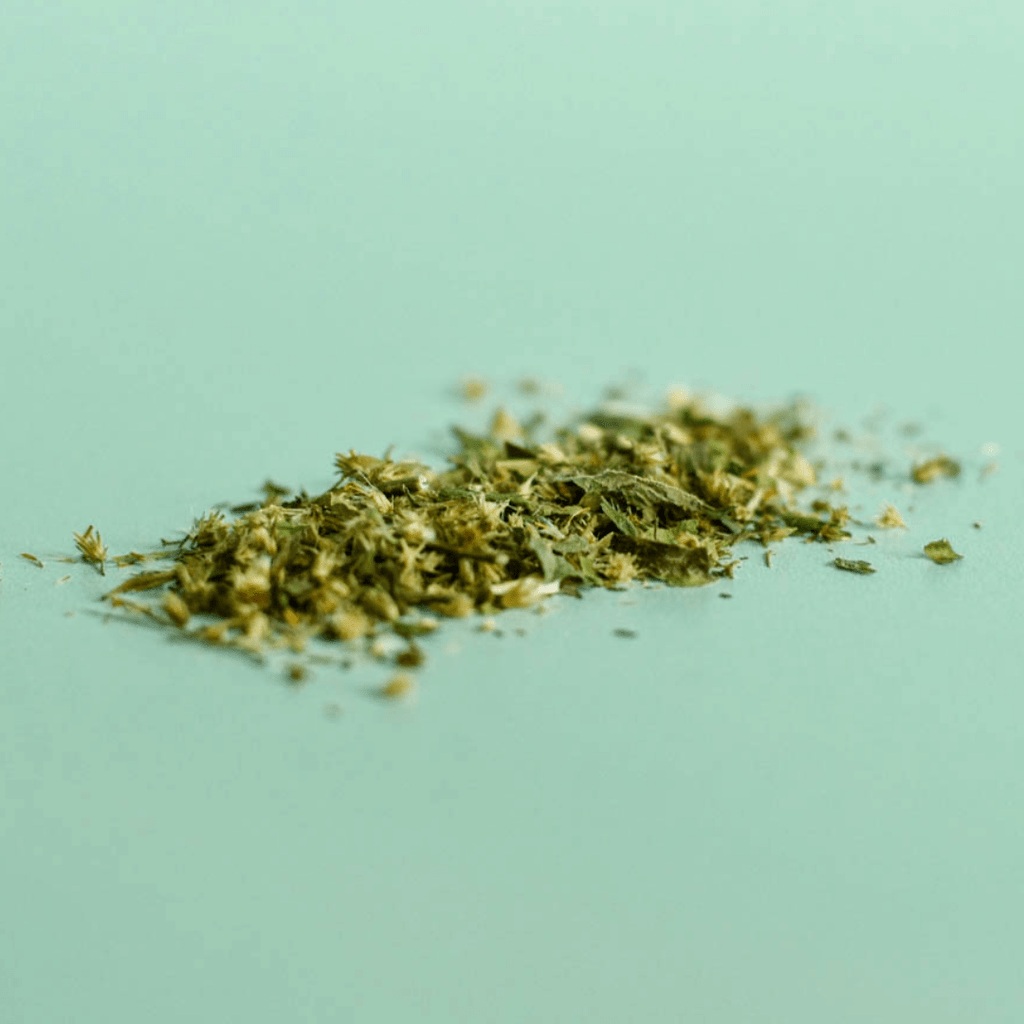 Verge d'Or (Solidago du Canada) - Sommités