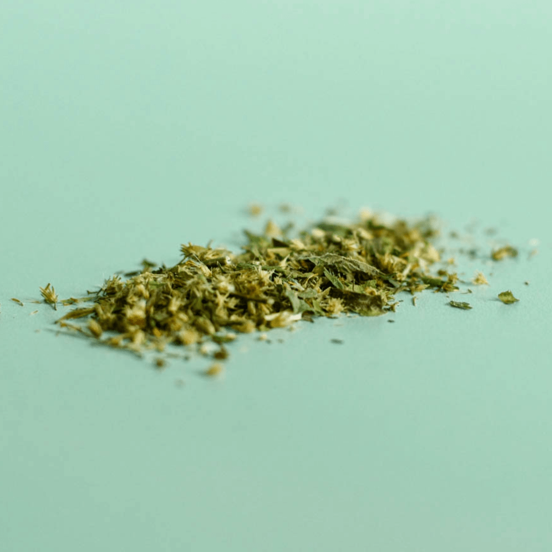 Verge d'Or (Solidago du Canada) - Sommités