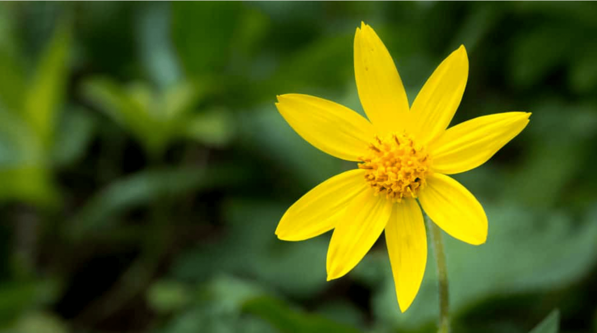 Fleurs d'Arnica Sauvage Récoltées