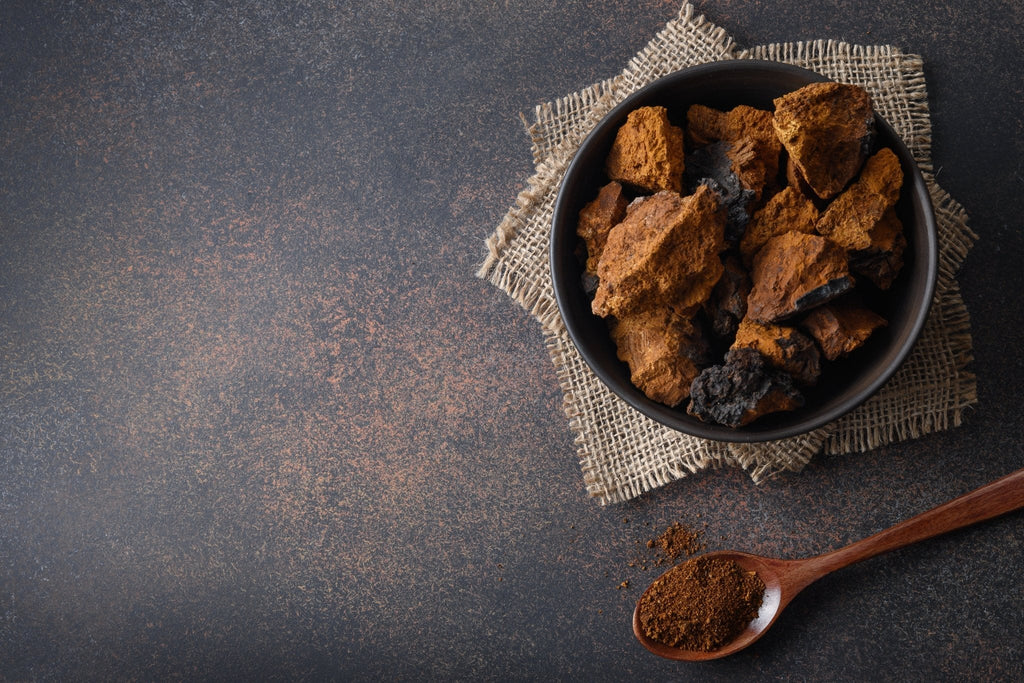 Chaga sauvage du Canada
