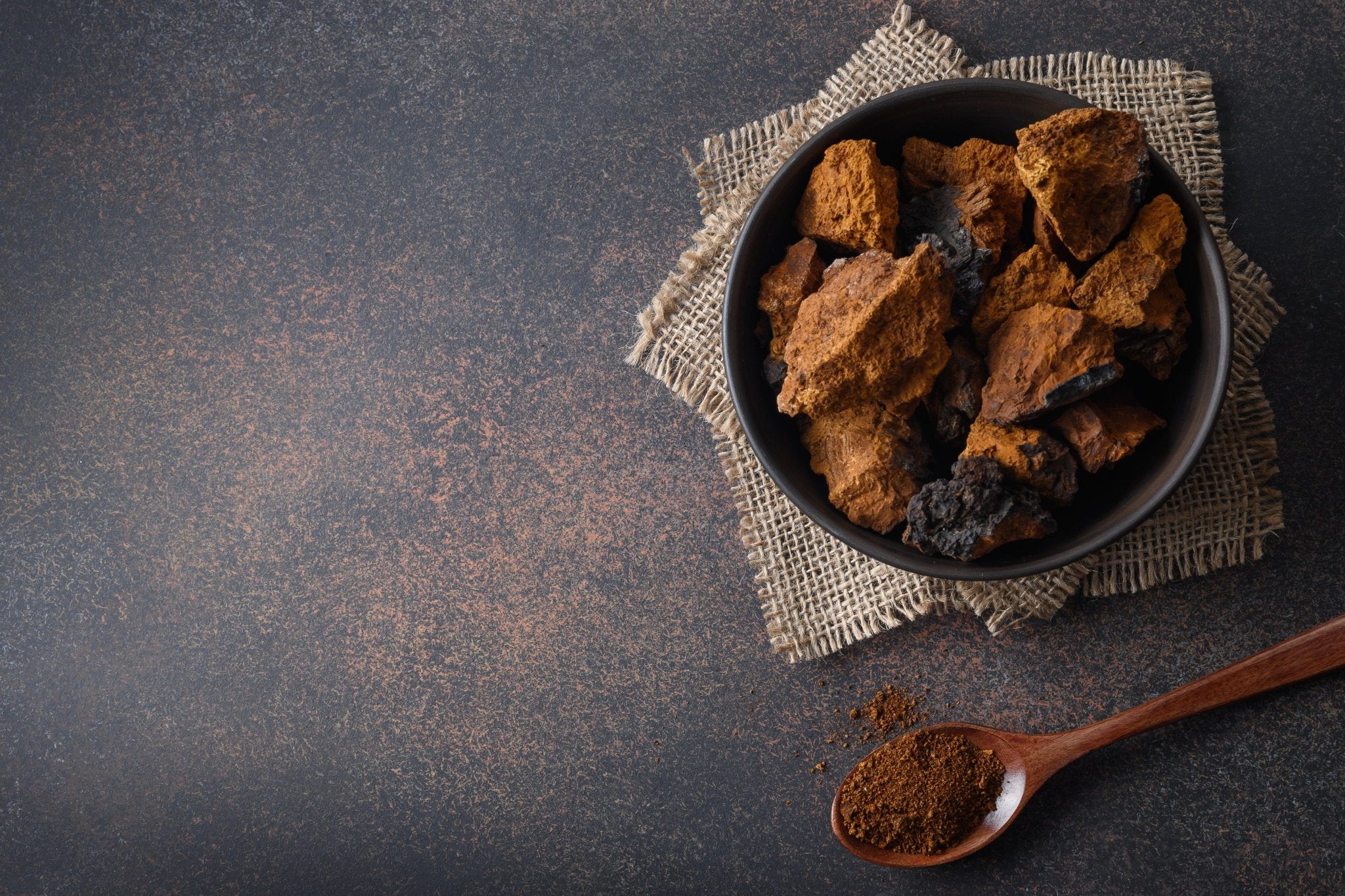 Chaga sauvage du Canada