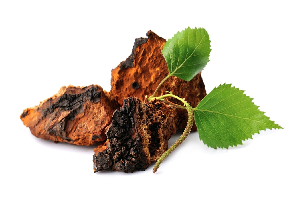 Chaga sauvage du Canada