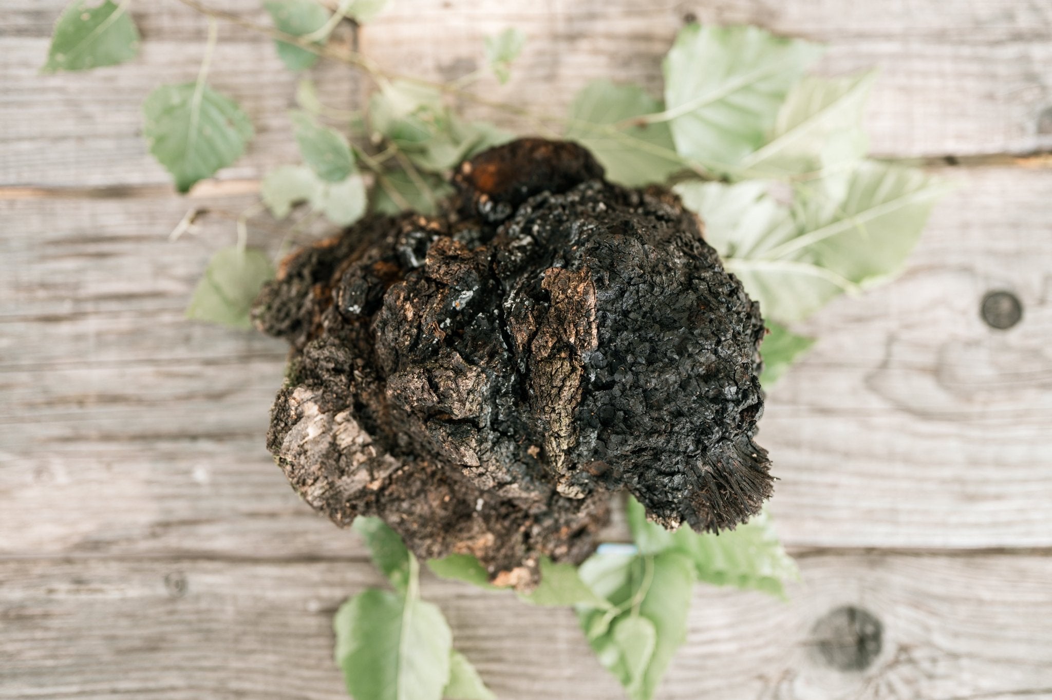 Chaga sauvage du Canada