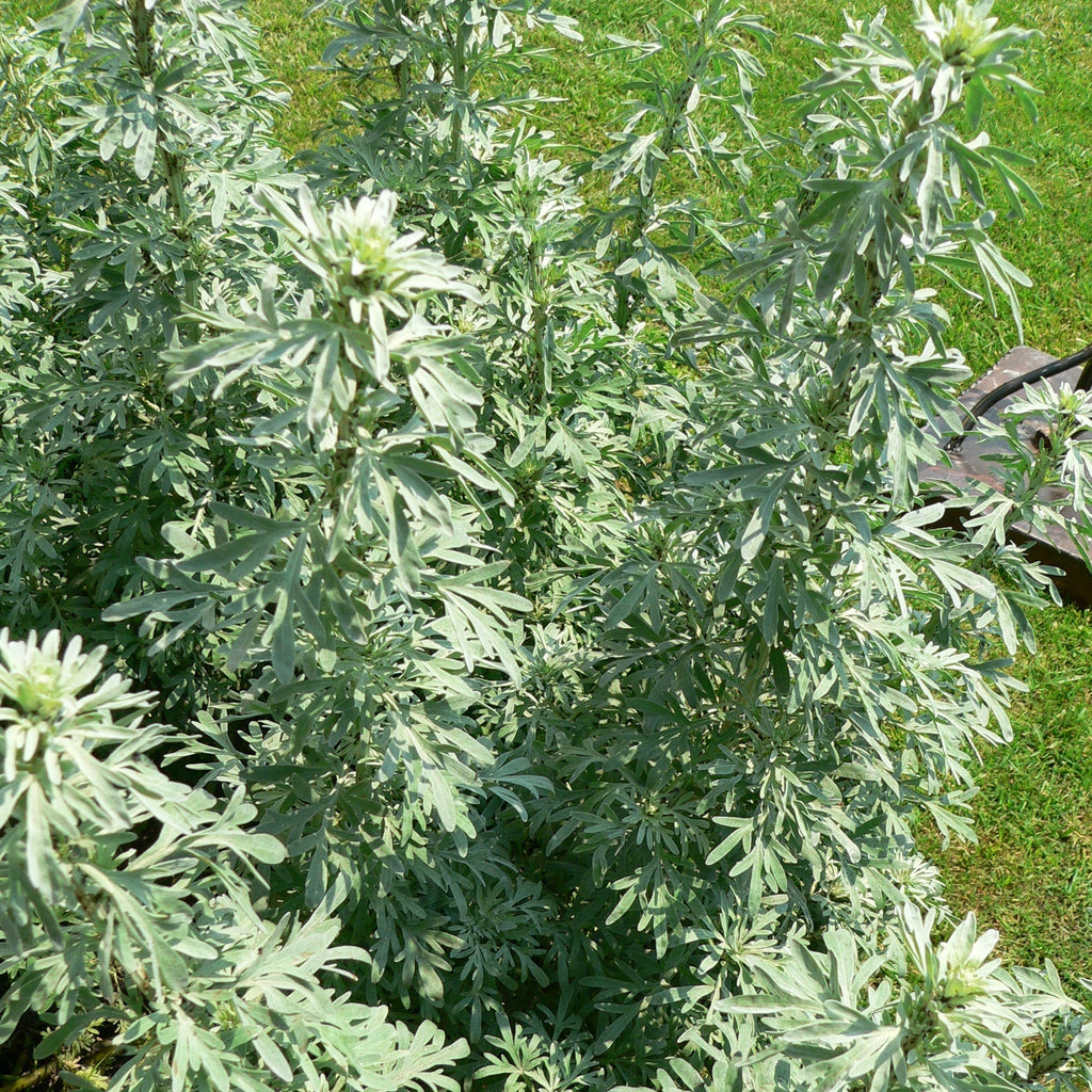 Seeds - Wormwood