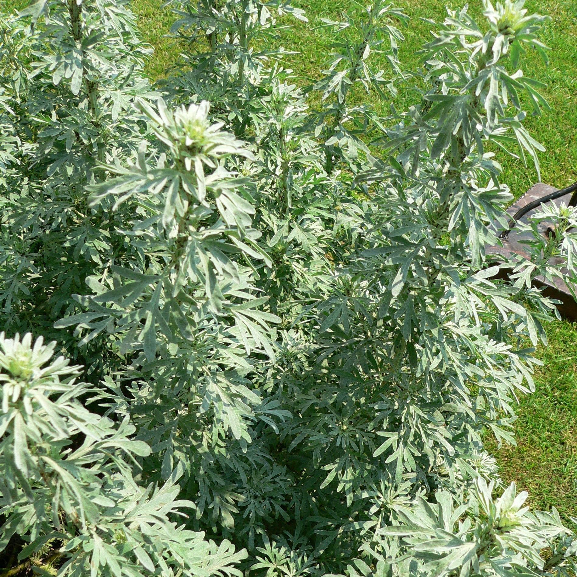 Seeds - Wormwood