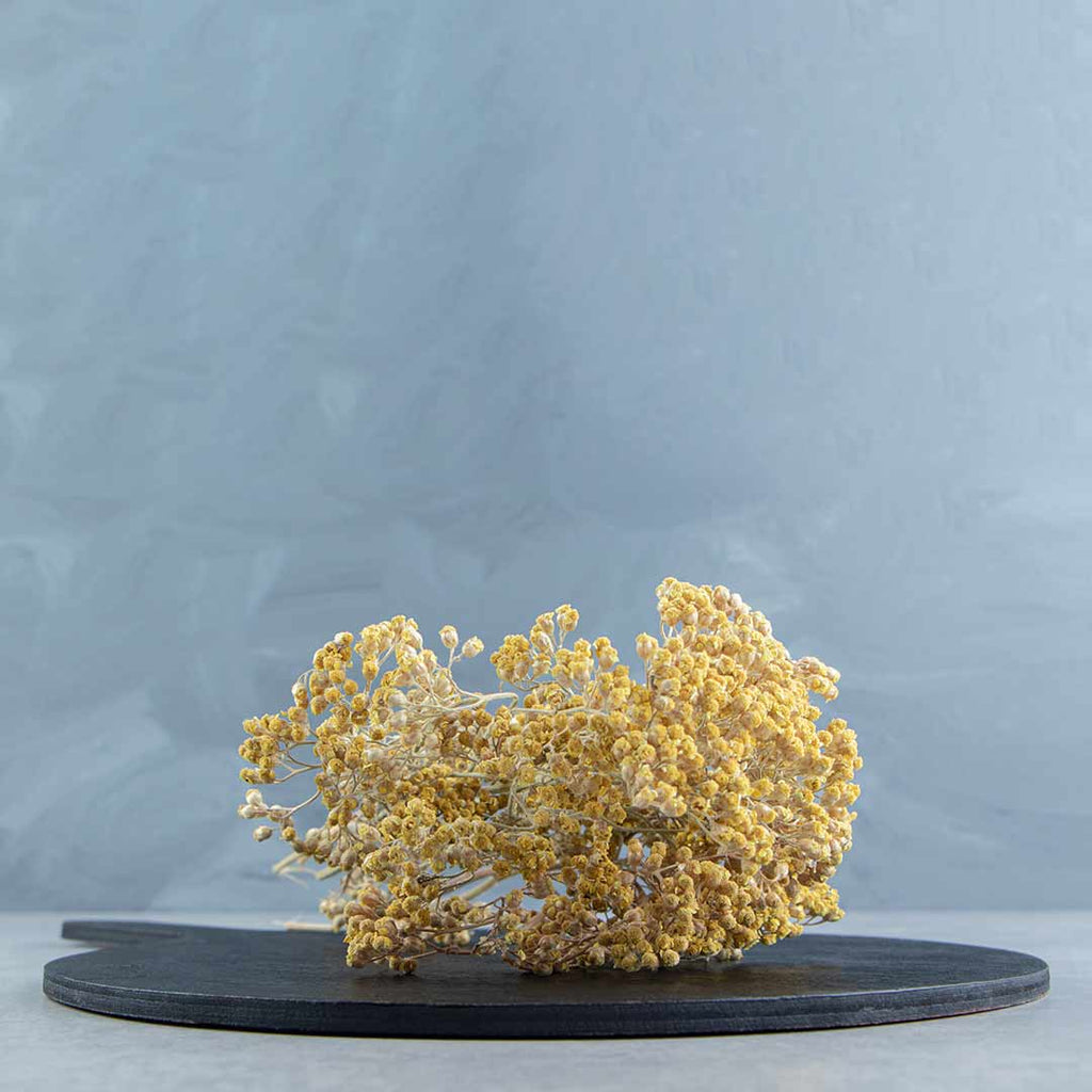 Yarrow flowers