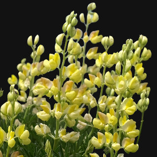 Semences de lupin arbustif jaune